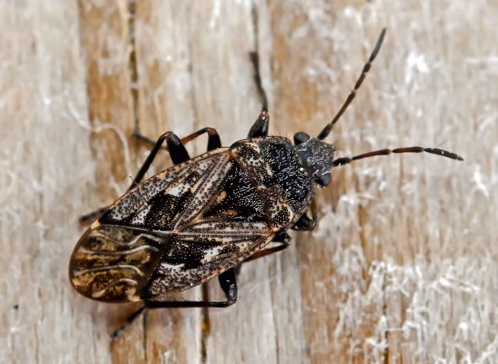 Dirt-colored seed bug, photo 1 sur 5