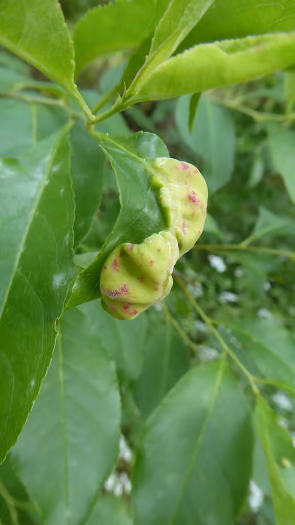 Cloque du merisier tardif, photo 3 sur 5