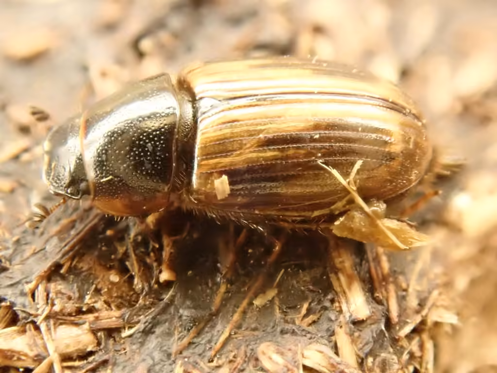 Spring small dung beetle, photo 3 of 5