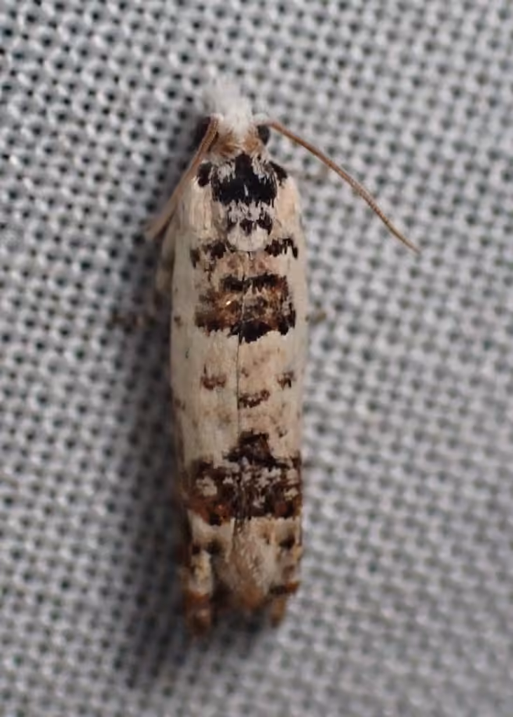 Ornate Eucosma, Adulte