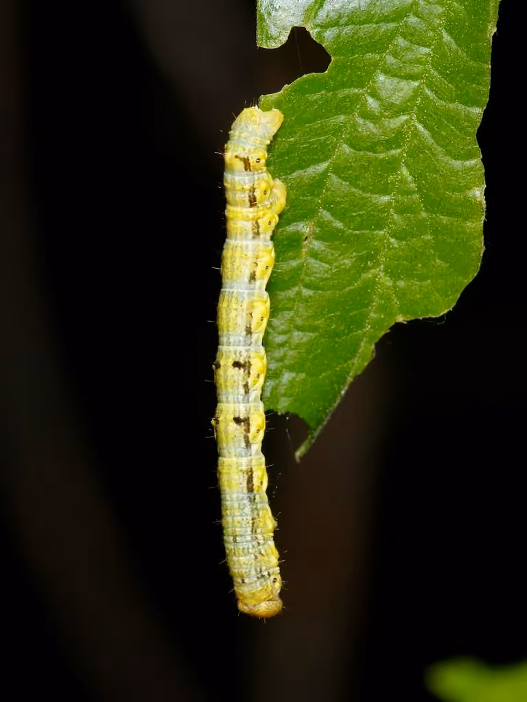 Small Phigalia Moth, Chenille