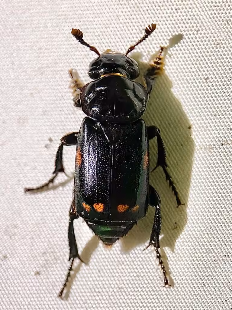 Nécrophore boursouflé, photo 2 sur 5