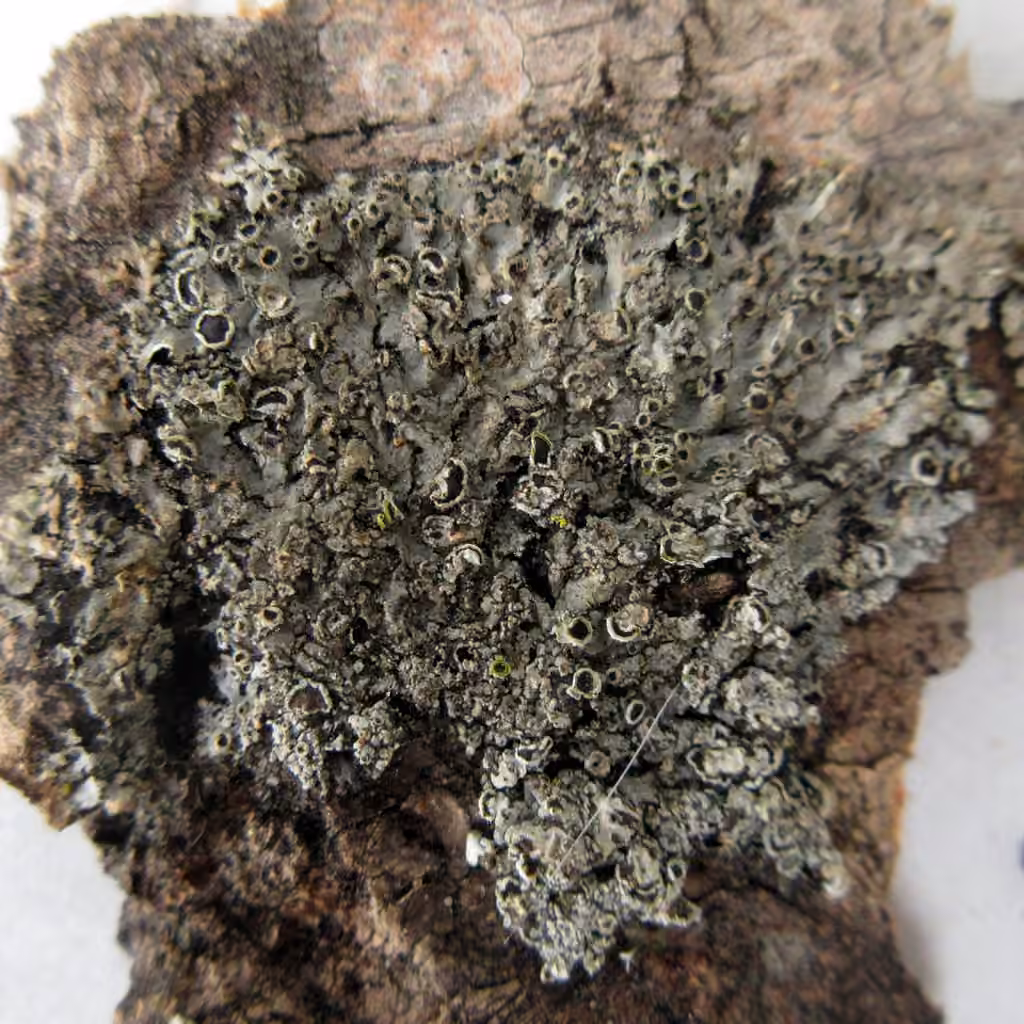 Wreath lichen, photo 3 of 5