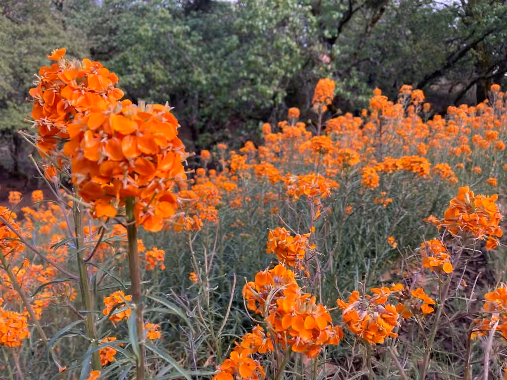 Vélar de l'Ouest, En fleurs