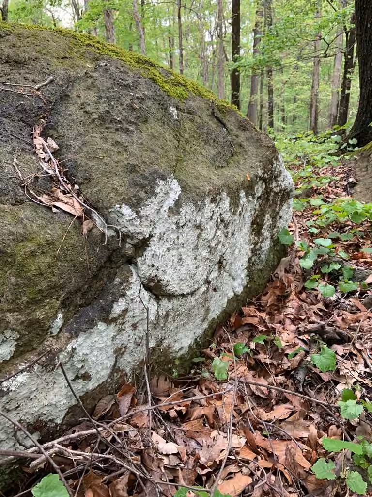 Eggshell Rock Blaze, photo 2 sur 5