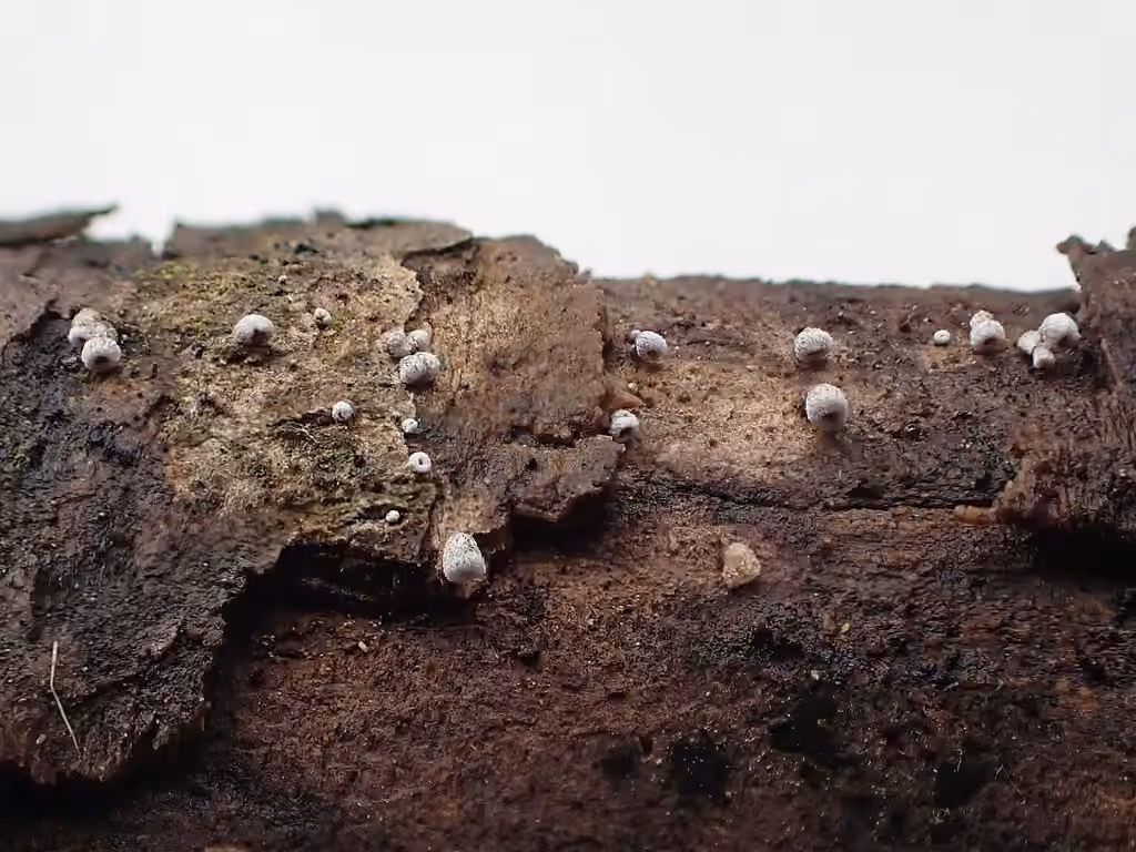 Calathella eruciformis, photo 2 sur 5