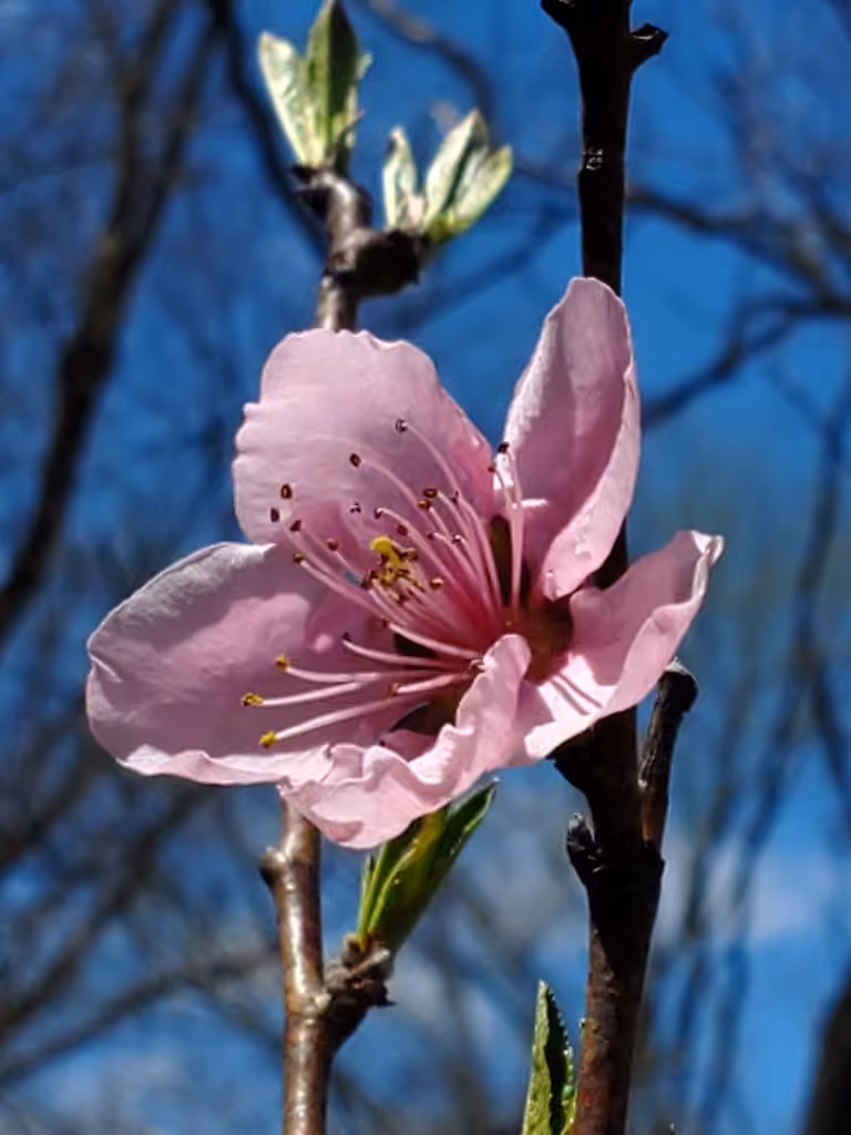 Pêcher, En fleurs