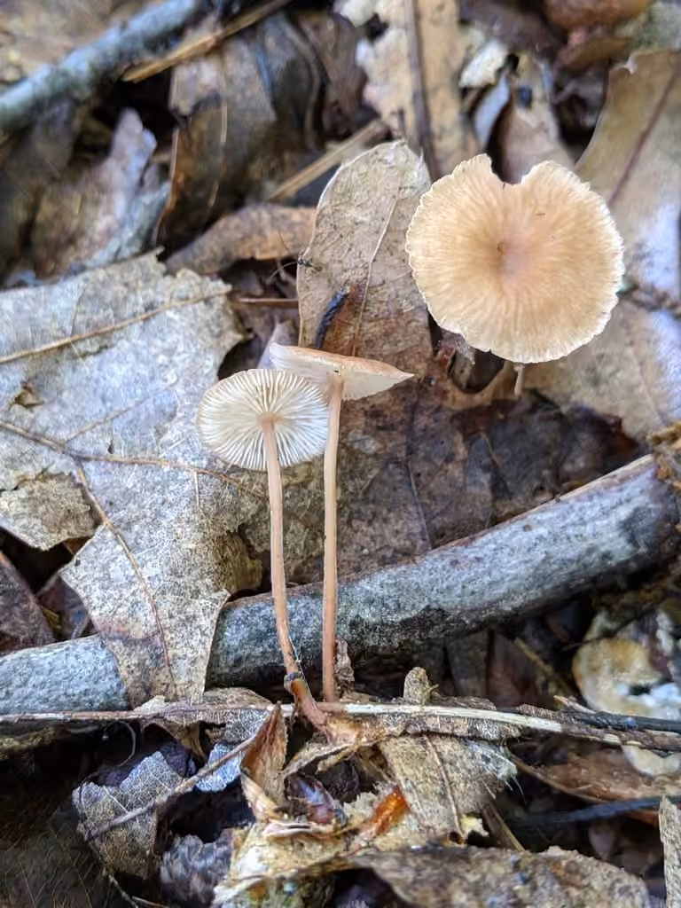 Collybie biforme