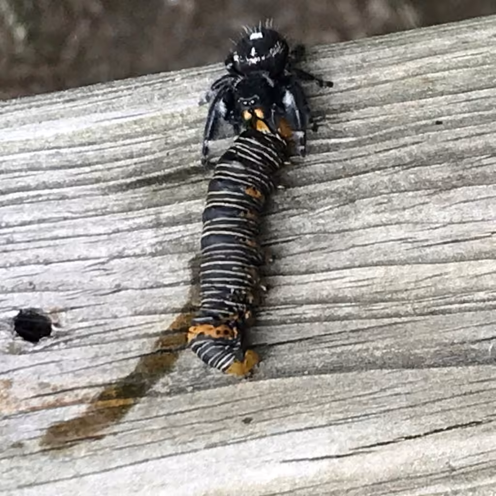 Grapevine Epimenis Moth, Chenille