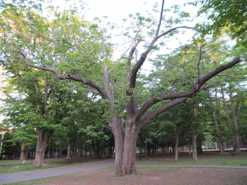 Noyer du Japon, photo 3 sur 5