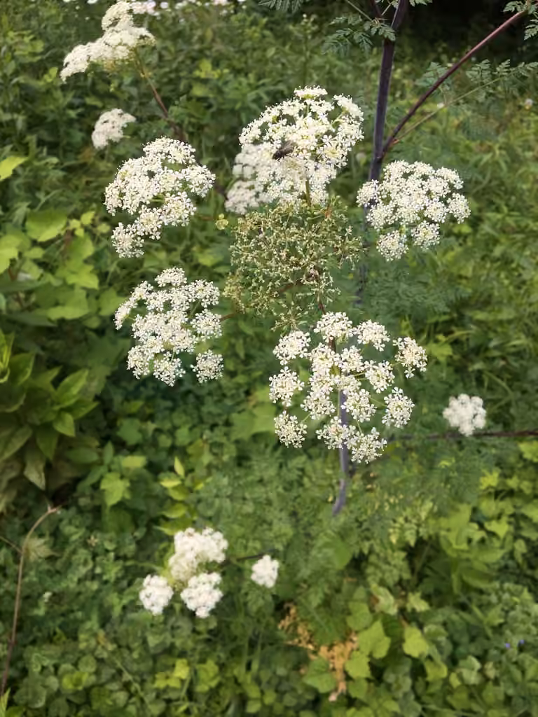 Poison-hemlock, photo 1 of 5