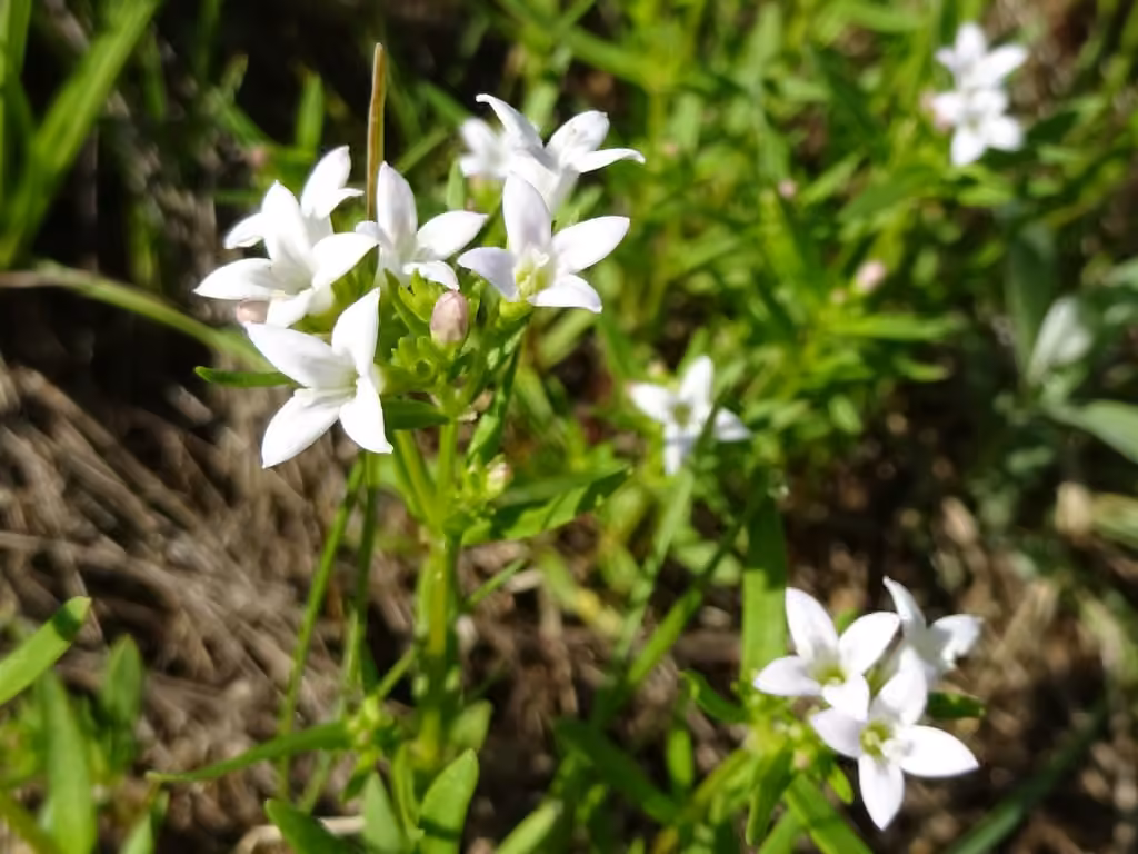 Longleaf bluet, photo 3 of 5