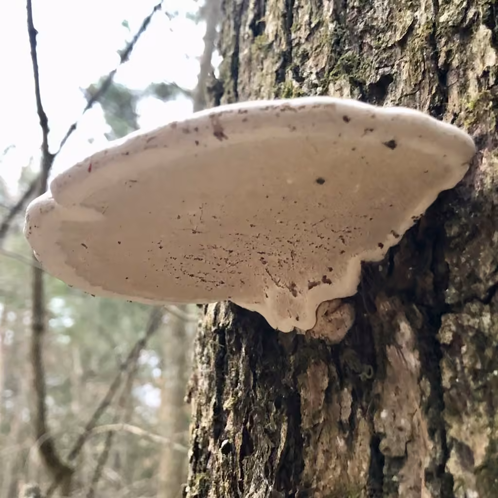 Ganoderma megaloma