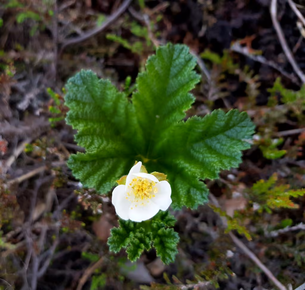 Chicouté, En fleurs