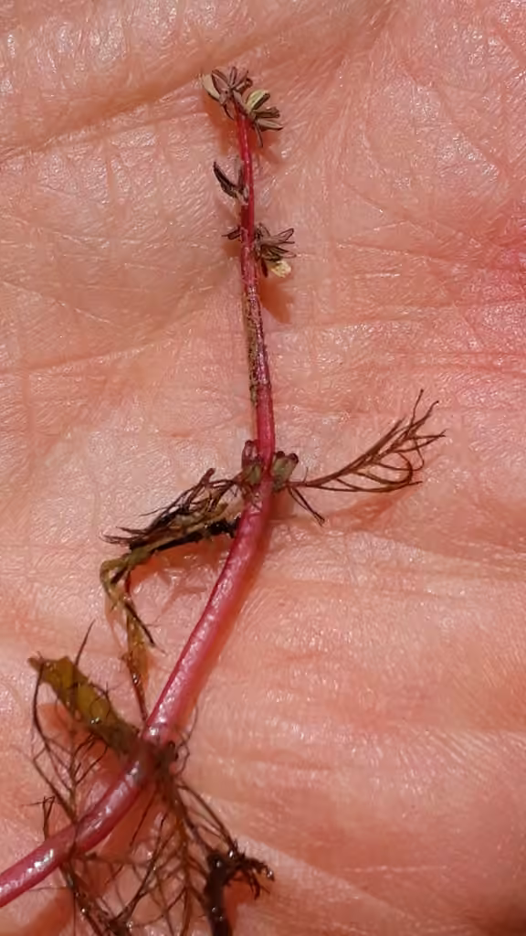 Myriophylle à fleurs alternes, En fleurs