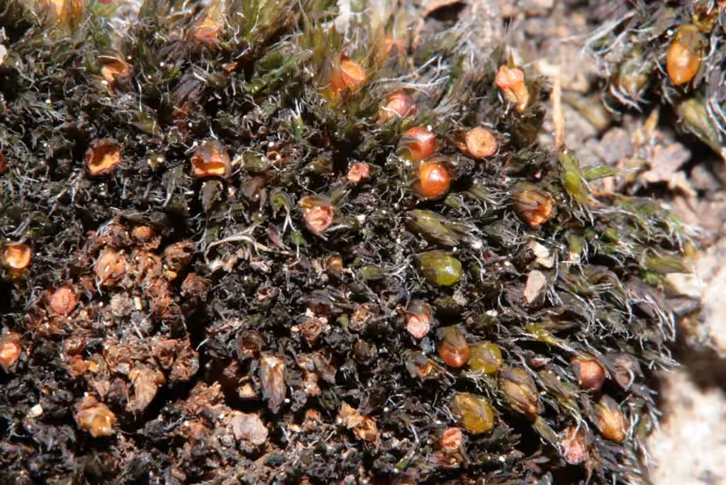 Grimmia dry rock moss, photo 2 of 5