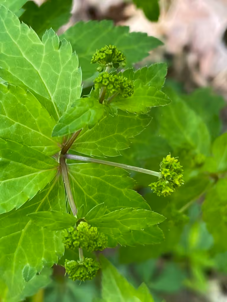 Sanicle odorante, En fleurs