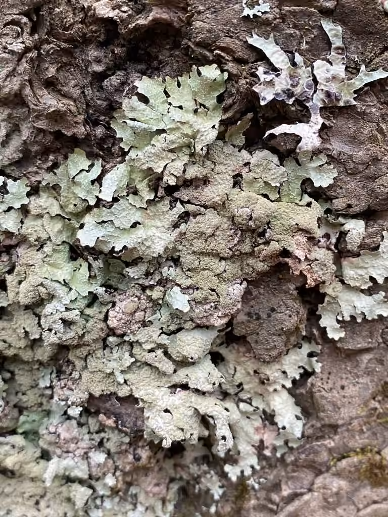 Salted Shield Lichen