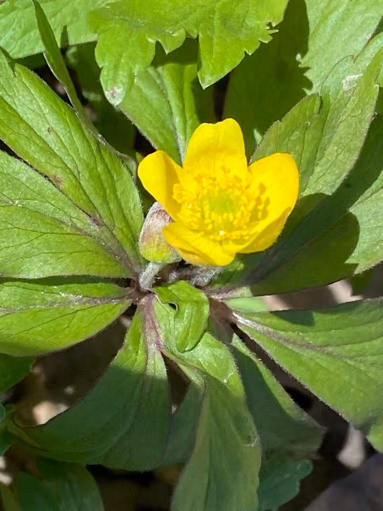 Anemone jaune, En boutons