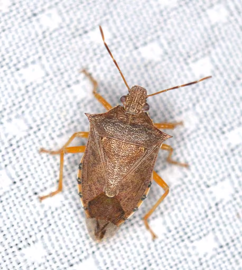 Spined Soldier Bug, photo 1 of 5