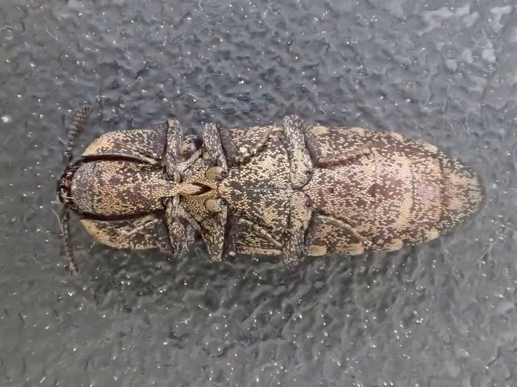 Short-horned Click Beetle, Adult