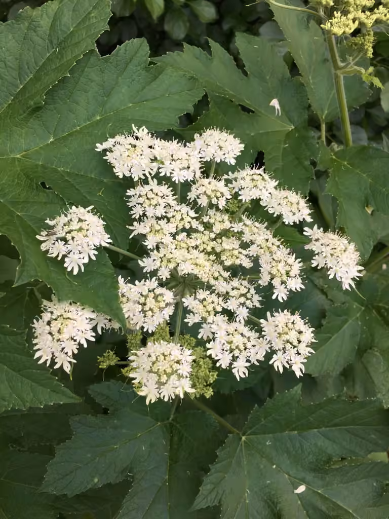 Berce laineuse, En fleurs