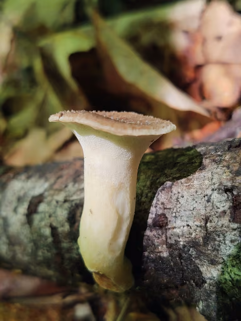 Polypore du hêtre, photo 1 sur 5