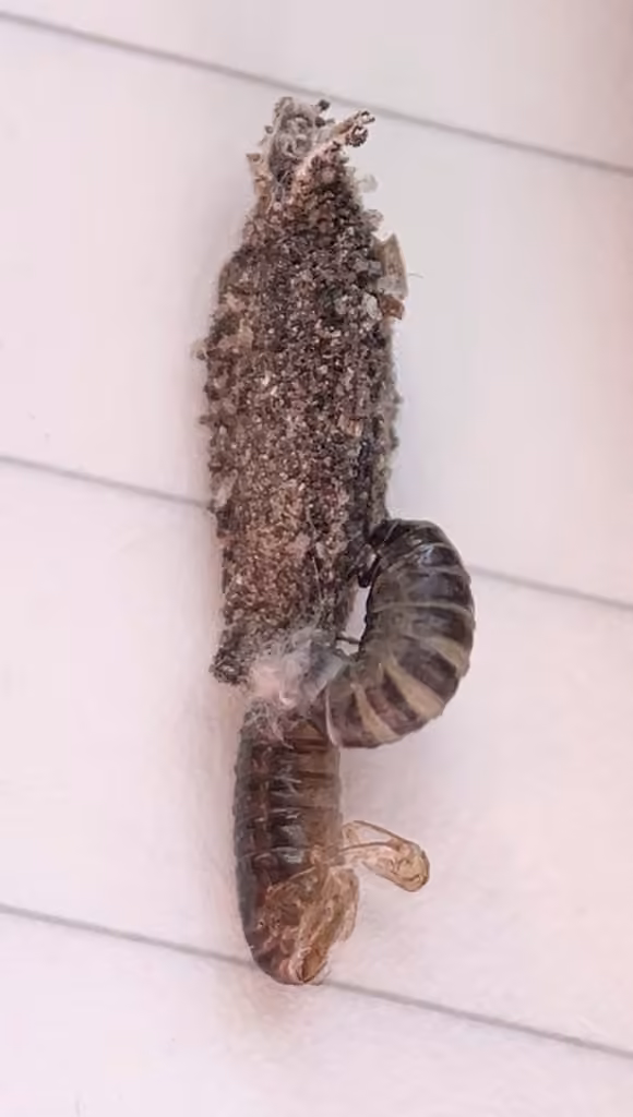 Narrow Lichen Case-bearer
