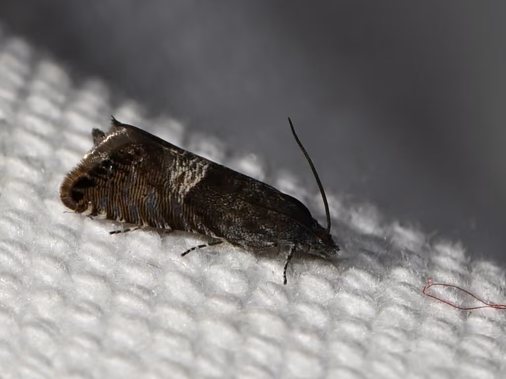 Speckled Sereda Moth, Adult