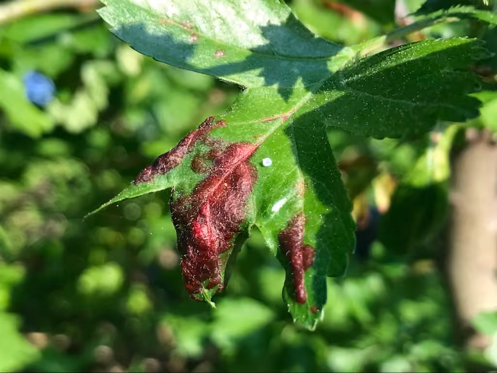 hawthorn-carrot aphid, Galle