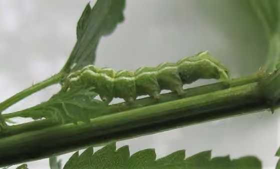 Spectacled Nettle Moth, Chenille