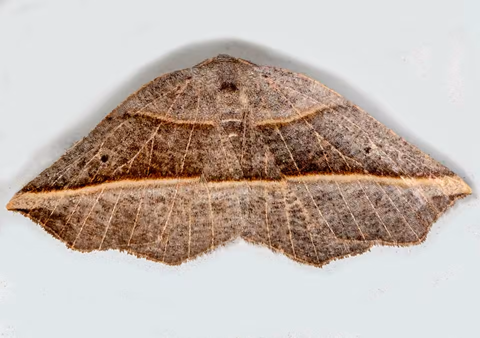 Dark Metanema Moth, photo 1 sur 5
