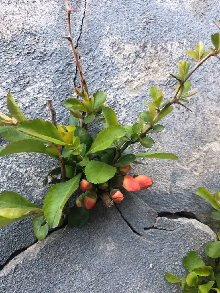 Cognassier du Japon, En fleurs