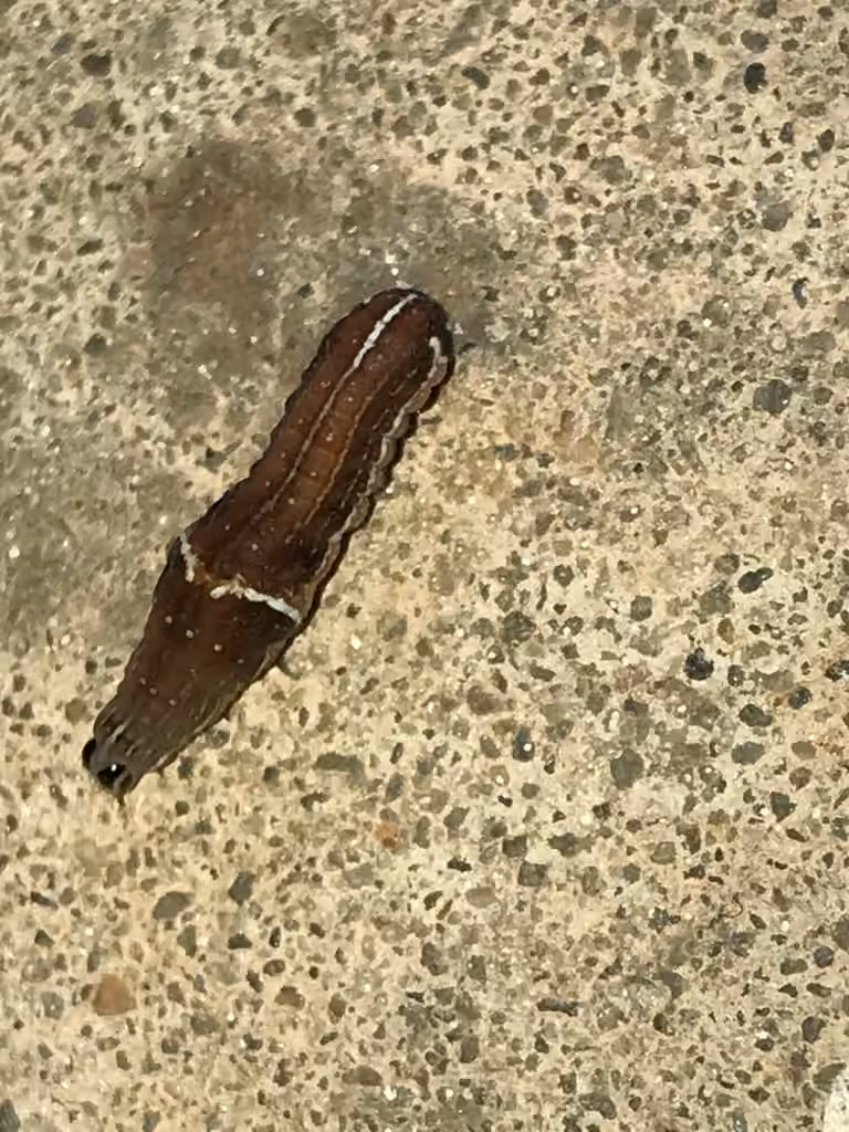 Wedgling Moth, Caterpillar