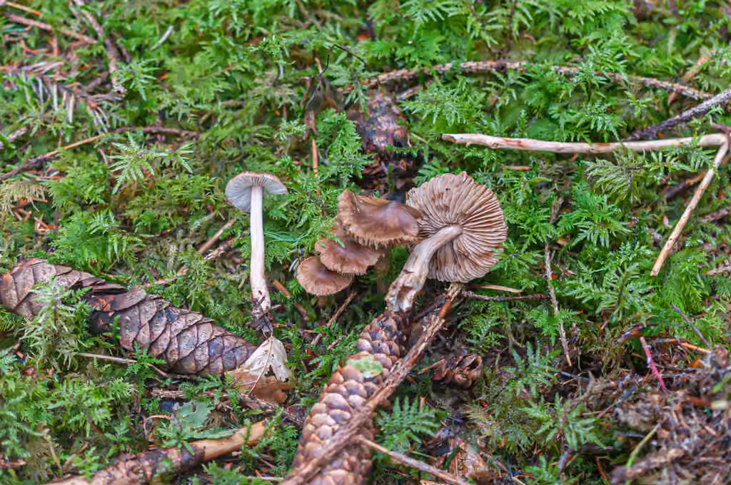 Inocybe à pied bulbeux, photo 2 sur 5