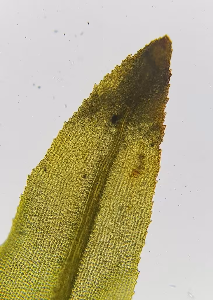 Dicranelle pellucide, photo 2 sur 5