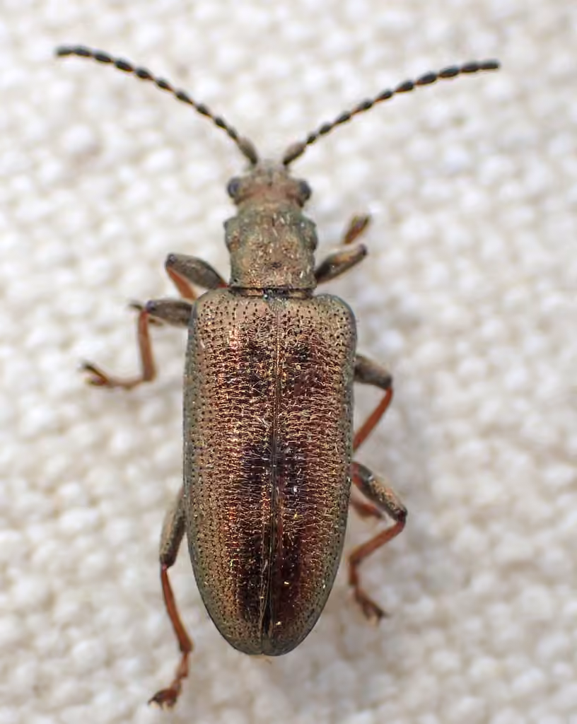 Little reed beetle, photo 2 of 5