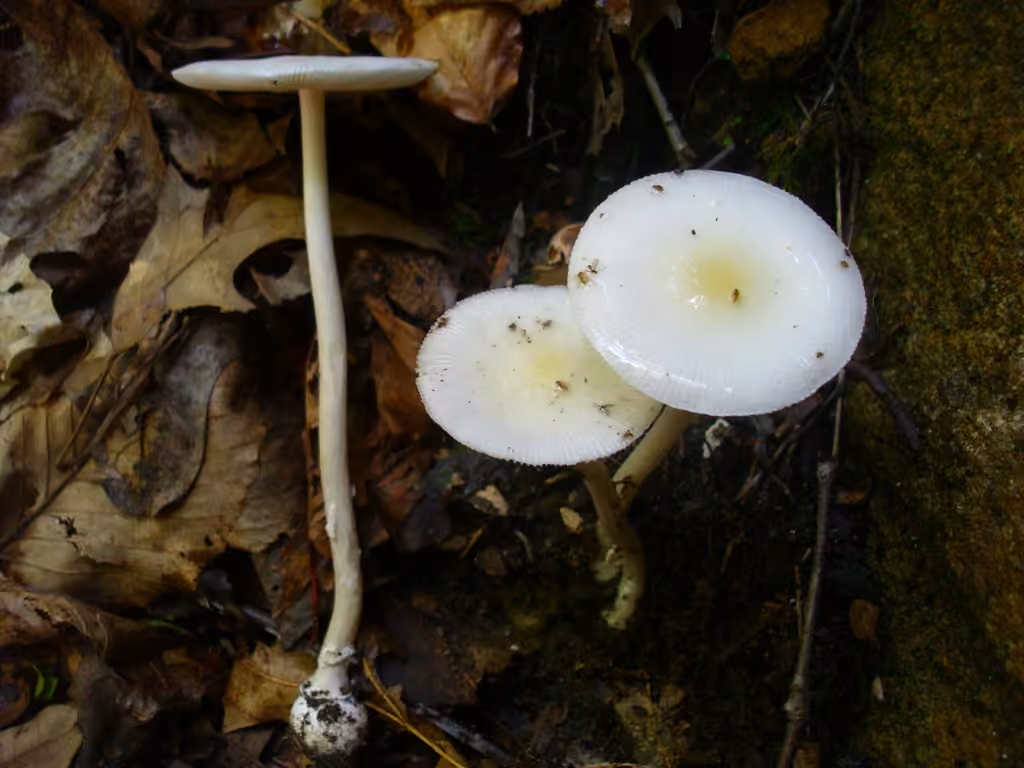 Amanite blanc ocré, photo 1 sur 5