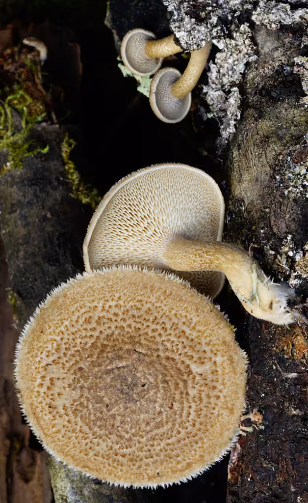Polypore alvéolé, photo 1 sur 5