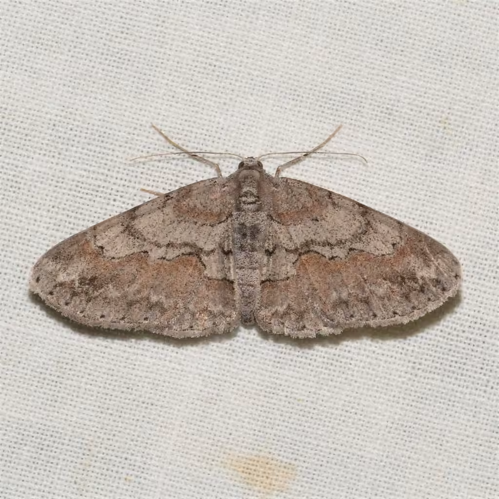 Large Purplish Gray, photo 1 sur 5