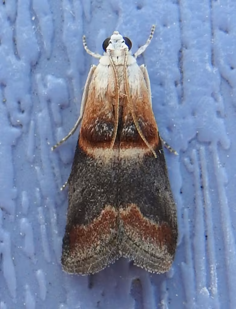 Walnut Shoot Moth, photo 1 of 5