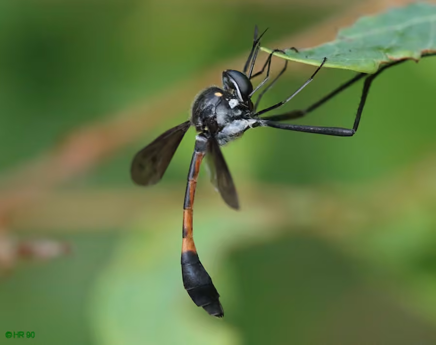 Bombyle émacié, photo 3 sur 5