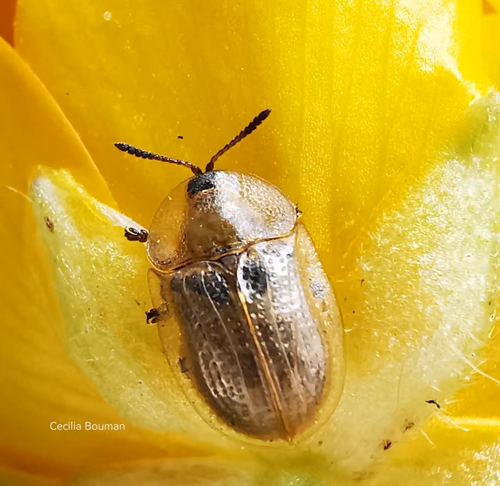 Pale Tortoise Beetle, photo 3 of 5