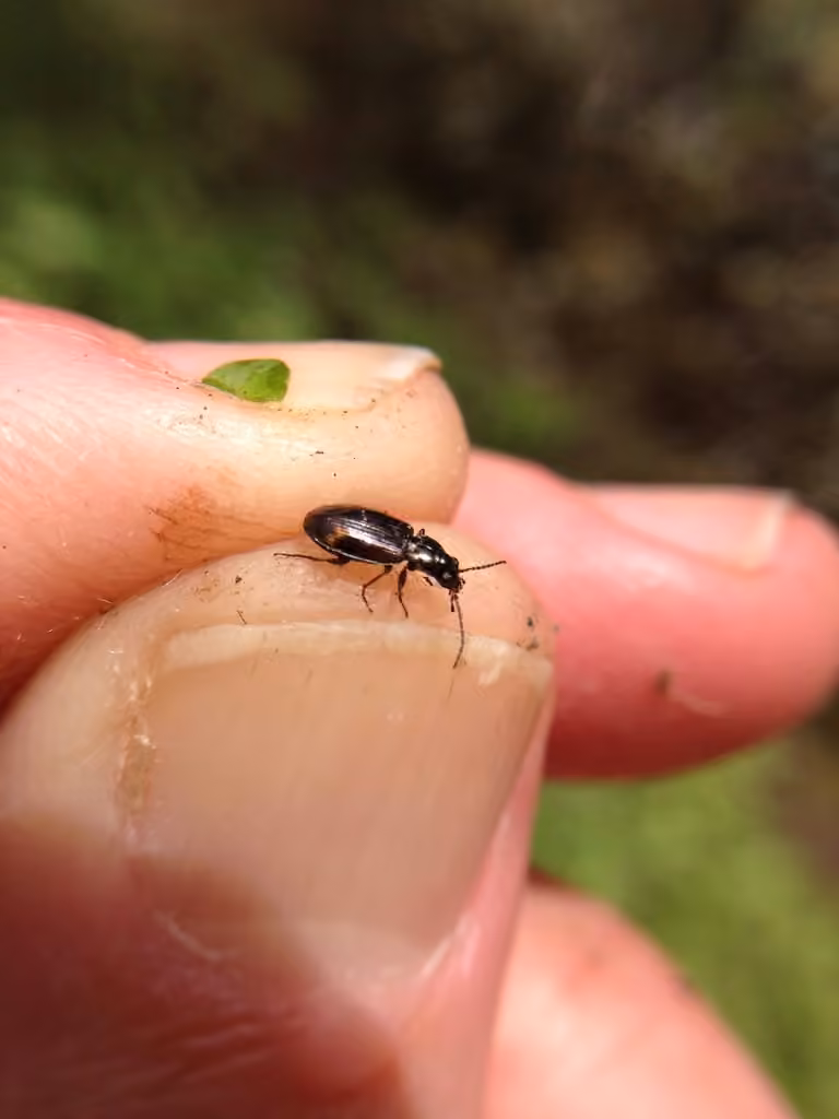 Diffuse-spotted riverbank ground beetle, photo 2 of 5