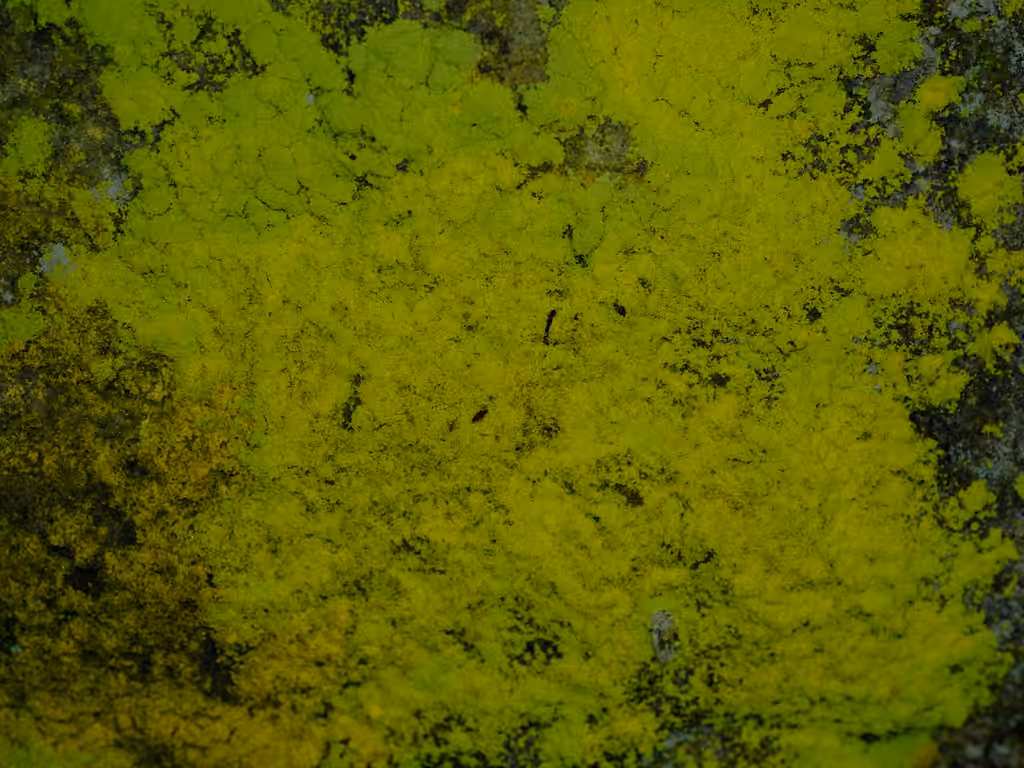 Chrysotriche sulfureuse, photo 3 sur 5