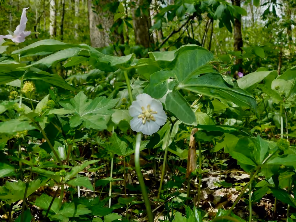 Podophylle pelté, En fleurs
