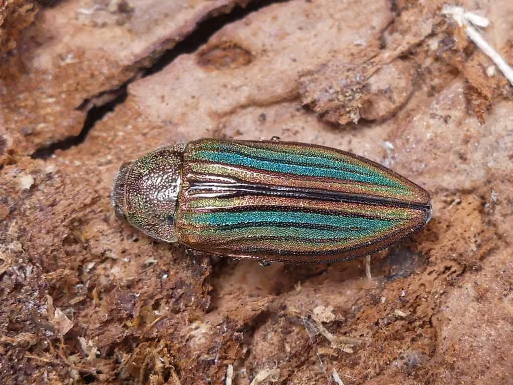 Striated Jewel Beetle, photo 3 of 5