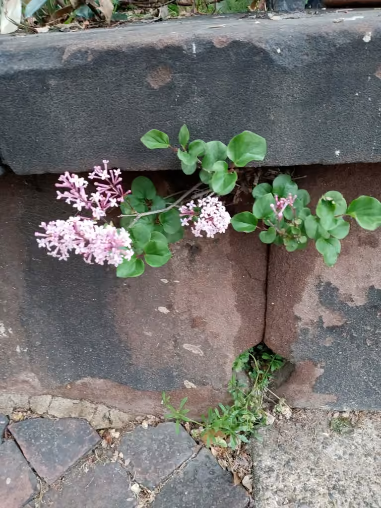 korean lilac, En fleurs