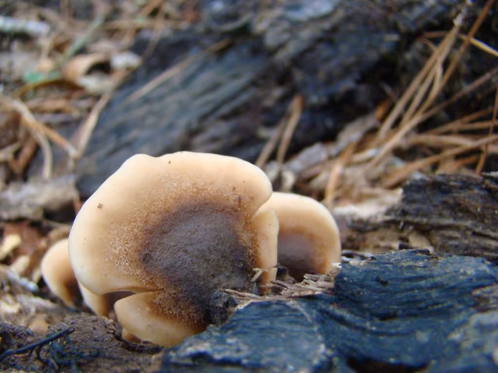 Pleurote étroit, photo 3 sur 5