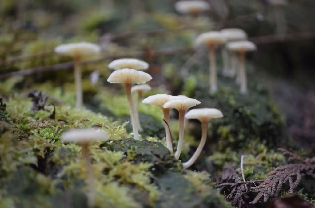 Omphale lichénisée, photo 2 sur 5